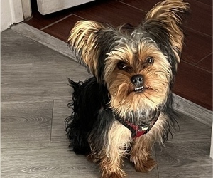 Yorkshire Terrier Puppy for Sale in FORT LAUDERDALE, Florida USA