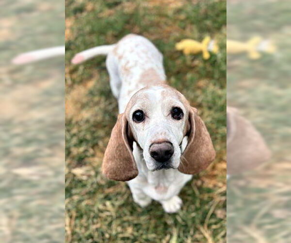 Medium Photo #3 Basset Hound Puppy For Sale in Deepwater, NJ, USA