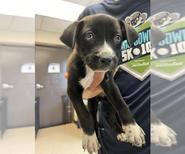 Medium Photo #1 Staffordshire Bull Terrier Puppy For Sale in Sugar Land, TX, USA