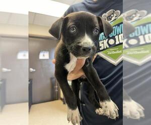 Staffordshire Bull Terrier Dogs for adoption in Sugar Land, TX, USA