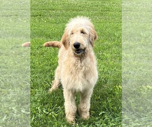 Medium Goldendoodle