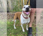 Small #2 Labrador Retriever-Staffordshire Bull Terrier Mix