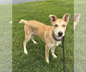 Bambi (Malla) - Female Siberian Husky Dog for Adoption - Photo #2