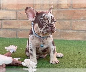 French Bulldog Puppy for sale in BOSTON, MA, USA