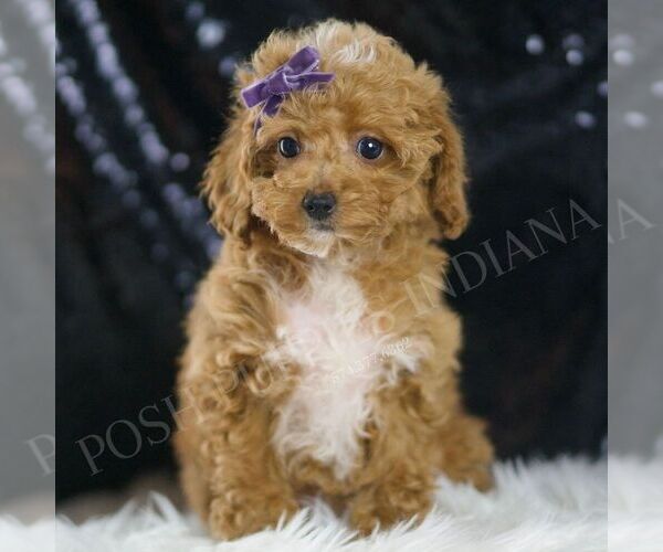 Medium Photo #1 Poodle (Toy) Puppy For Sale in WARSAW, IN, USA