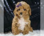 Puppy 16 Poodle (Toy)