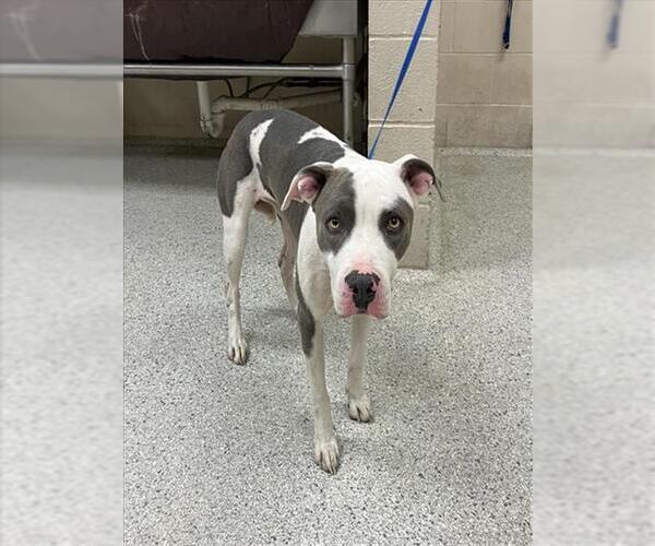 Medium Photo #1 American Pit Bull Terrier-Unknown Mix Puppy For Sale in Conroe, TX, USA