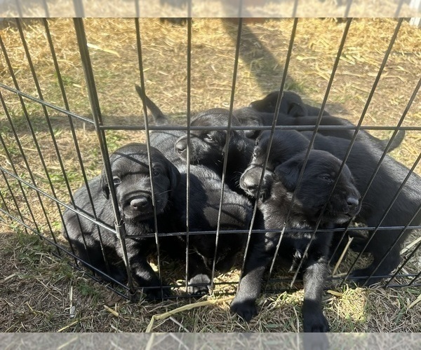 Medium Photo #8 Labrador Retriever Puppy For Sale in GOODHUE, MN, USA