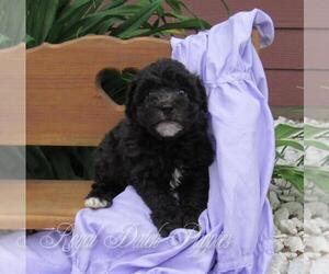 Poochon Puppy for sale in LE MARS, IA, USA