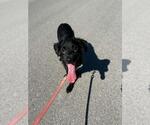Small #1 Australian Shepherd-Chihuahua Mix