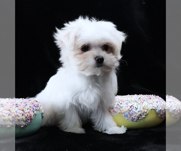 Medium Photo #2 Maltese Puppy For Sale in ROCK VALLEY, IA, USA