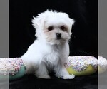 Small #1 Maltese