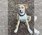 Small Photo #36 Labrador Retriever-Unknown Mix Puppy For Sale in Brewster, NY, USA