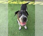 Small #1 American Bandogge mastiff