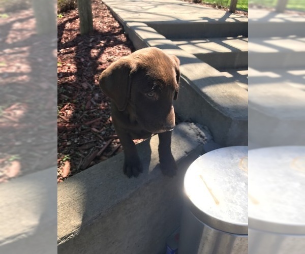 Medium Photo #2 Labrador Retriever Puppy For Sale in LEASBURG, MO, USA