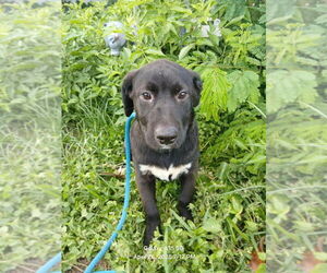 Labrador Retriever-Unknown Mix Dogs for adoption in Oak Bluffs, MA, USA