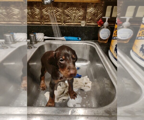 Medium Photo #5 Doberman Pinscher Puppy For Sale in BENTON, KY, USA