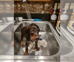 Small Photo #5 Doberman Pinscher Puppy For Sale in BENTON, KY, USA
