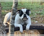 Small Photo #1 American Bulldog Puppy For Sale in COLUMBIA, KY, USA