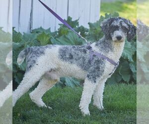 Father of the Sheepadoodle puppies born on 02/24/2024