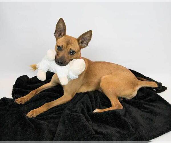 Medium Photo #4 Mutt Puppy For Sale in Kennesaw, GA, USA