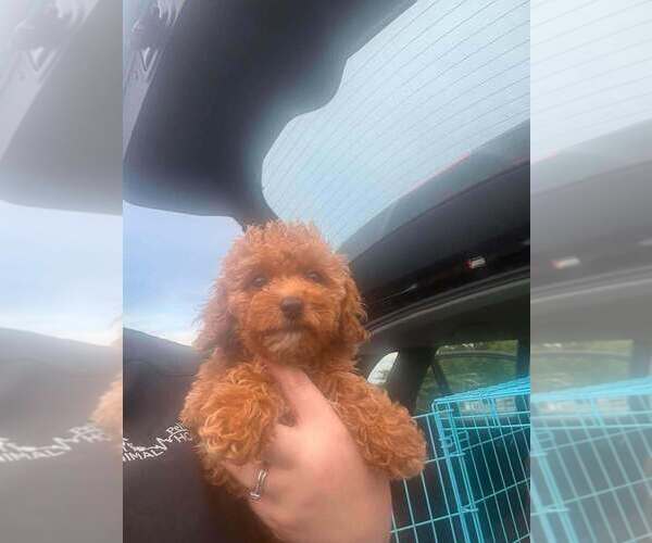 Medium Photo #2 Cavalier King Charles Spaniel-Unknown Mix Puppy For Sale in New York, NY, USA