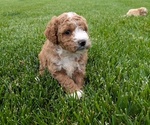 Small Photo #56 Cavapoo Puppy For Sale in GOSHEN, IN, USA