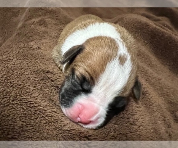 Medium Photo #19 Boxer Puppy For Sale in PONTOTOC, MS, USA