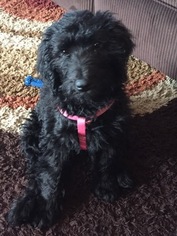 Labradoodle Puppy for sale in SCHENECTADY, NY, USA
