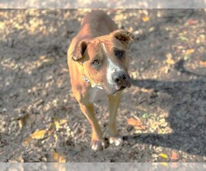 Rhodesian Ridgeback-Unknown Mix Dogs for adoption in Waco, TX, USA