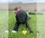 Puppy 3 Goldendoodle-Irish Doodle Mix
