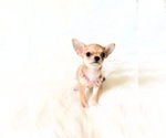 Small #8 Chihuahua