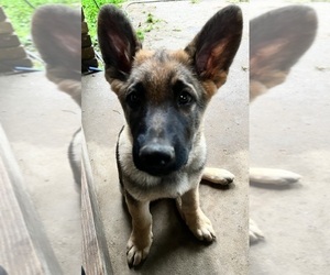 German Shepherd Dog Puppy for Sale in RAINSVILLE, Alabama USA