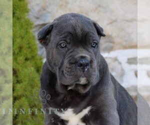 Cane Corso Puppy for sale in EAST EARL, PA, USA