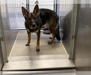 Mutt Dogs for adoption in Modesto, CA, USA