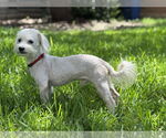 Small #3 Maltese Mix