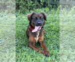 Small #3 Retriever  Mix
