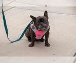 Small #16 French Bulldog