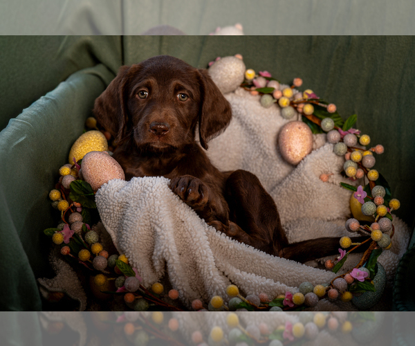 Medium Photo #6 Labradoodle Puppy For Sale in DEEPWATER, MO, USA