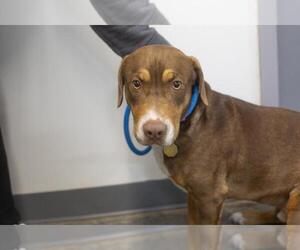 Bassetdor Dogs for adoption in Mountain Home, AR, USA