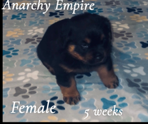 Rottweiler Puppy for sale in WOODSTOCK, VA, USA