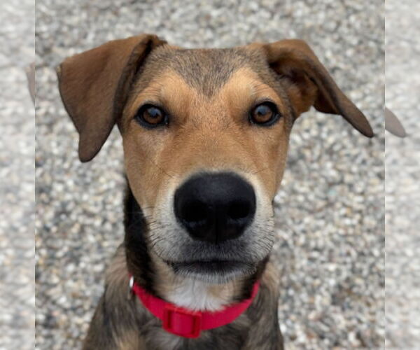 Medium Photo #2  Puppy For Sale in , 