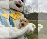 Small Photo #7 Golden Retriever Puppy For Sale in NEOLA, WV, USA