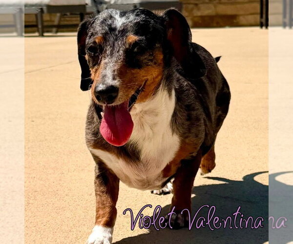 Medium Photo #20 Dachshund Puppy For Sale in San Antonio, TX, USA