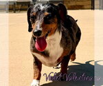 Small #19 Dachshund