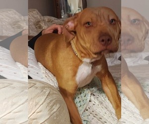 American Pit Bull Terrier-Unknown Mix Dogs for adoption in Germantown, OH, USA