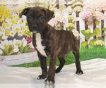 Small #1 Mutt