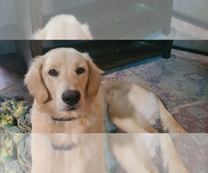 Golden Labrador Puppy for sale in LITTLE FALLS, NY, USA