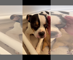 Small #9 American Bulldog-American Staffordshire Terrier Mix