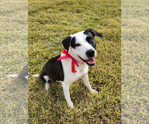 Labrador Retriever-Unknown Mix Dogs for adoption in The Woodlands, TX, USA